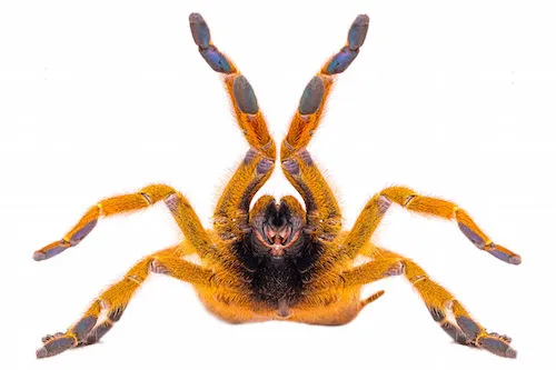 19745 orange baboon tarantula philippines 1
