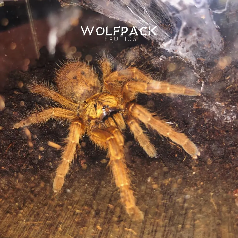 19745 orange baboon tarantula philippines 2