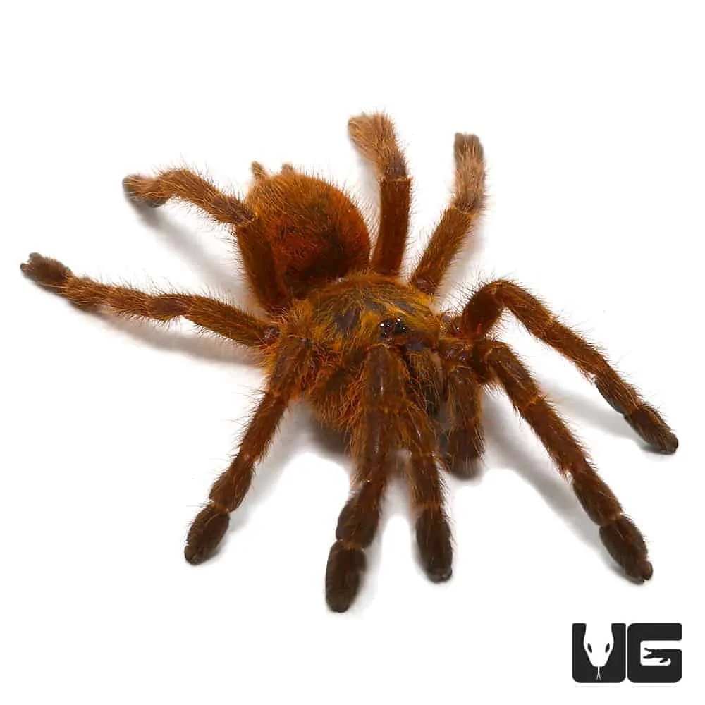 19745 orange baboon tarantula philippines 5