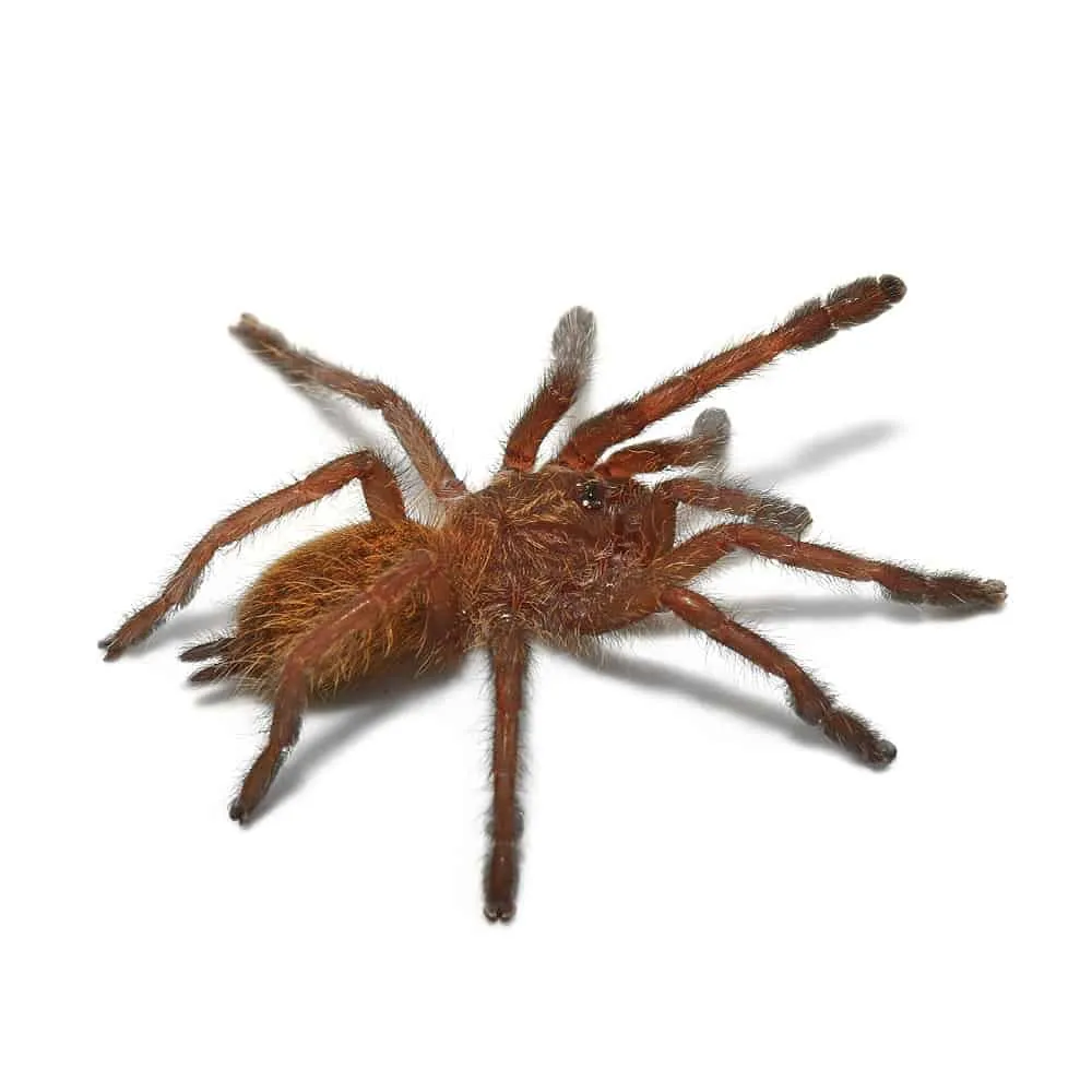 19745 orange baboon tarantula philippines 6