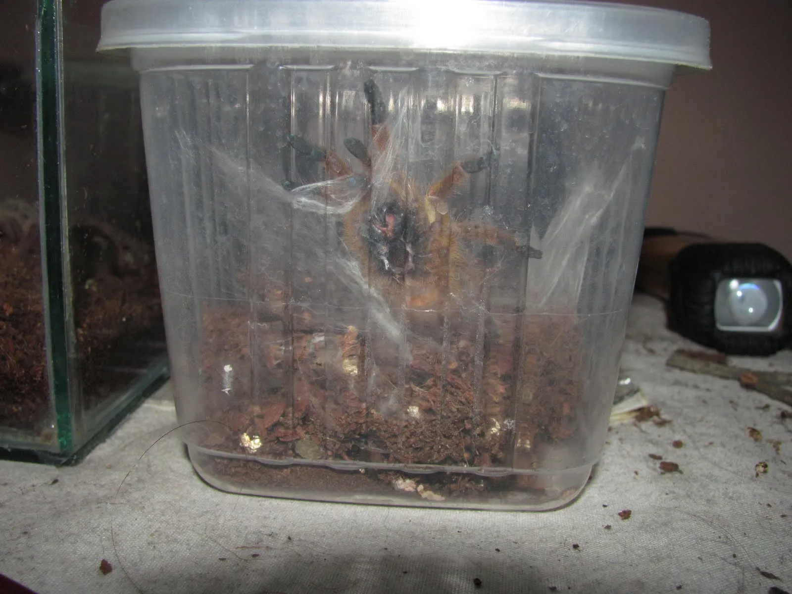 /img/19745-orange-baboon-tarantula-philippines-7.webp