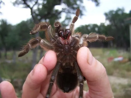 19747 texas brown tarantula feeding