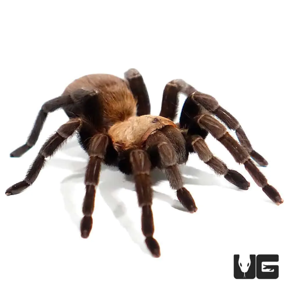 /img/19747-texas-brown-tarantula-humidity.webp