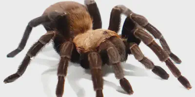 /img/19747-texas-brown-tarantula-humidity.webp