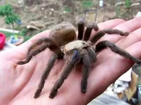 19747 texas brown tarantula temperature gradient