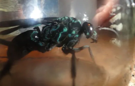 19748 identifying tarantula hawks california