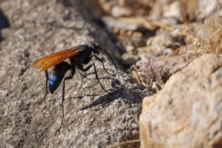 19748 tarantula hawk california habitat