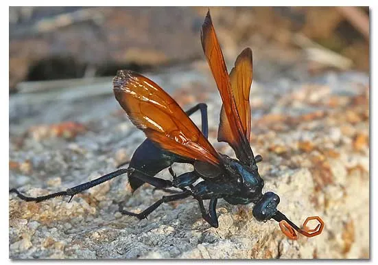 /img/19748-tarantula-hawk-ecological-role.webp