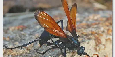 /img/19748-tarantula-hawk-ecological-role.webp