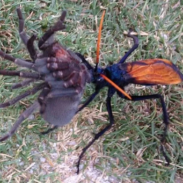 19748 tarantula hawk hunting