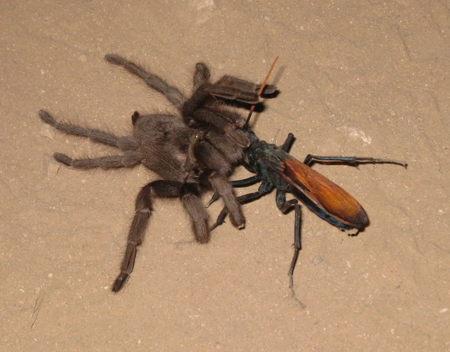 19748 tarantula hawk nesting behavior