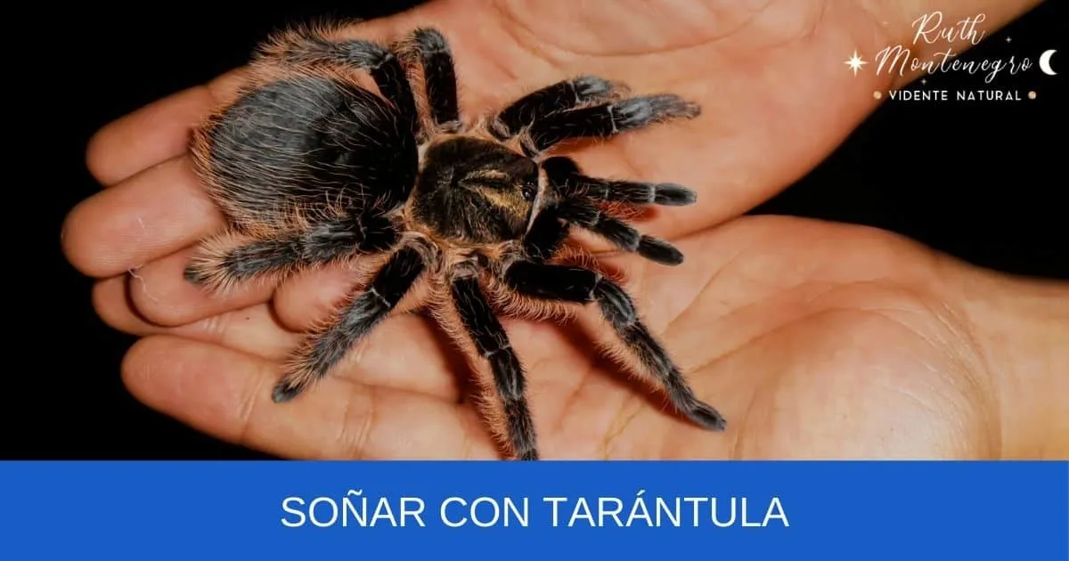 19749 tarantula acciones