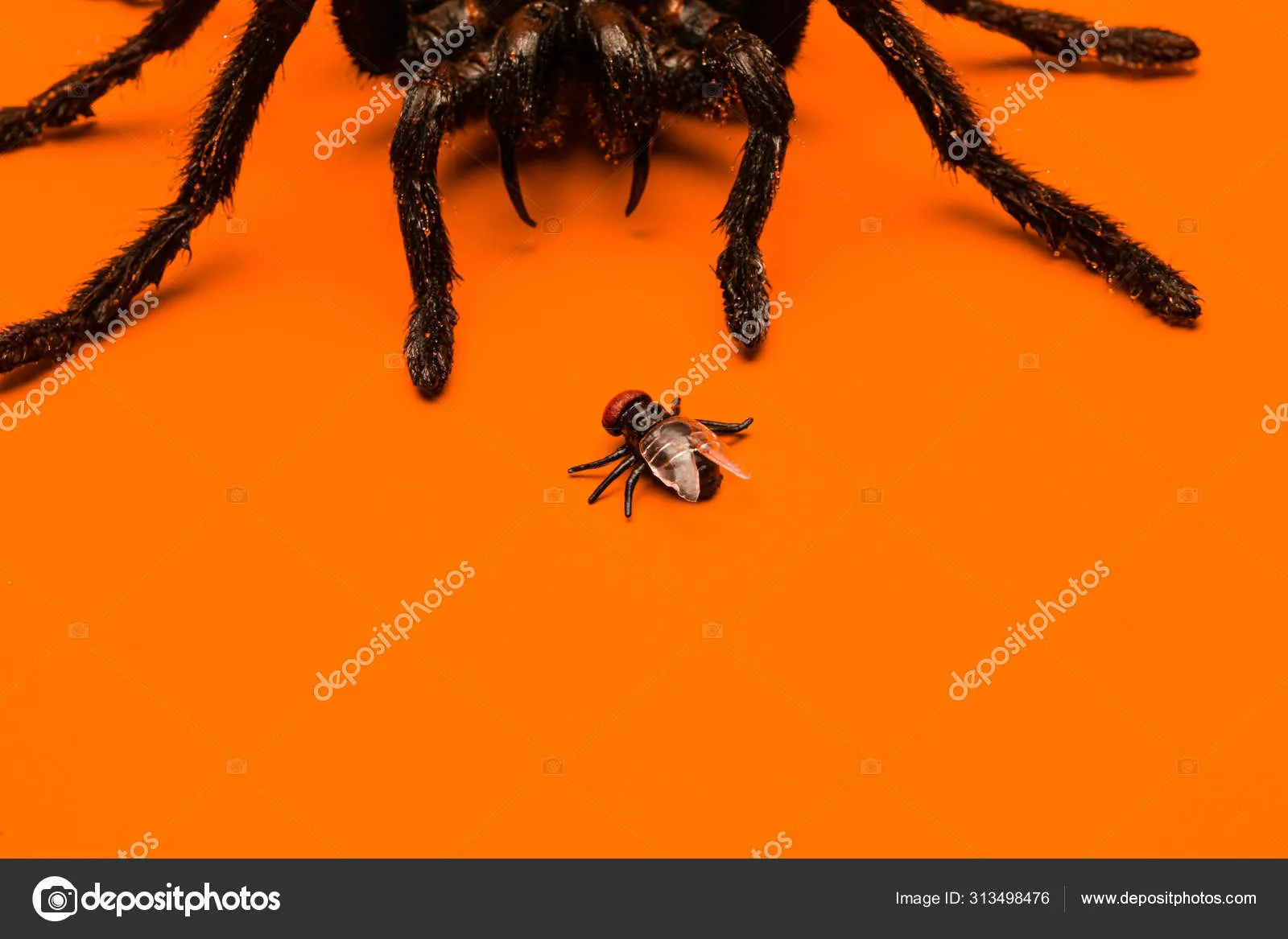 /img/19749-tarantula-control.webp
