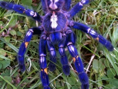 19749 tarantula tamano