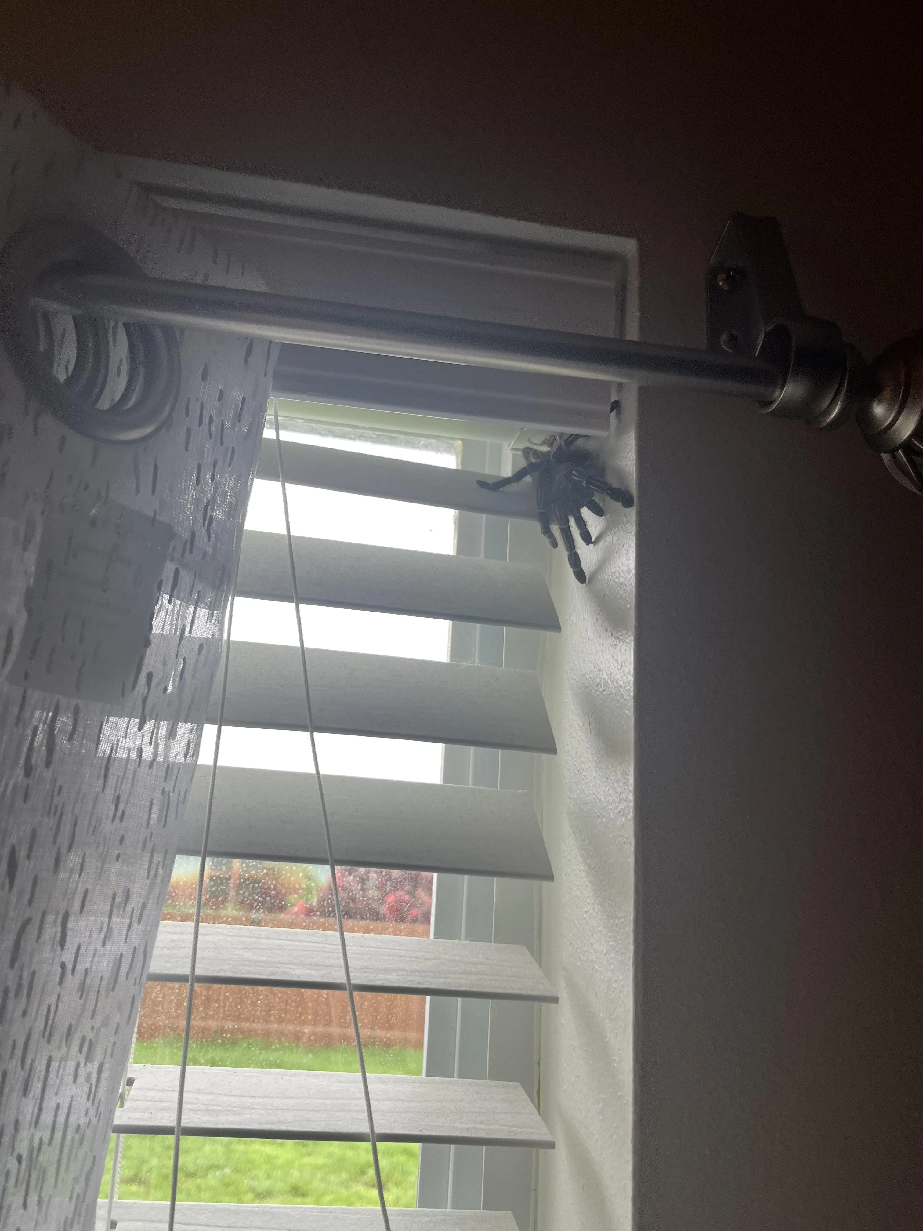 19751 escaped tarantula 4