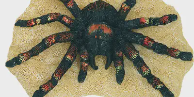 /img/19753-tarantula-magie-boutiques.webp