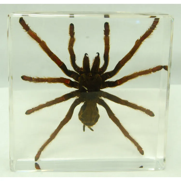 19753 tarantula magie types