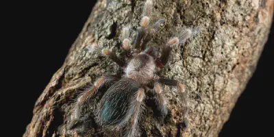 /img/19754-tarantula-misterio.webp