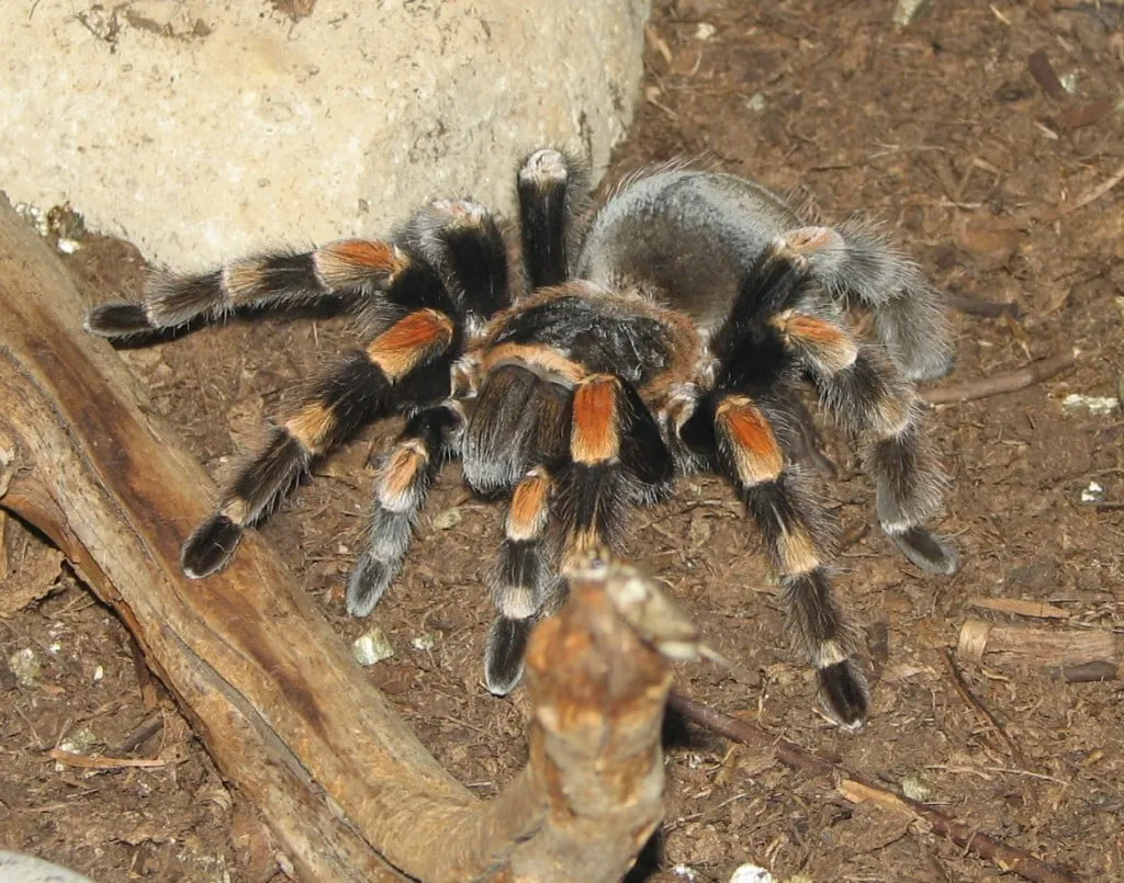 19754 tarantula paciencia