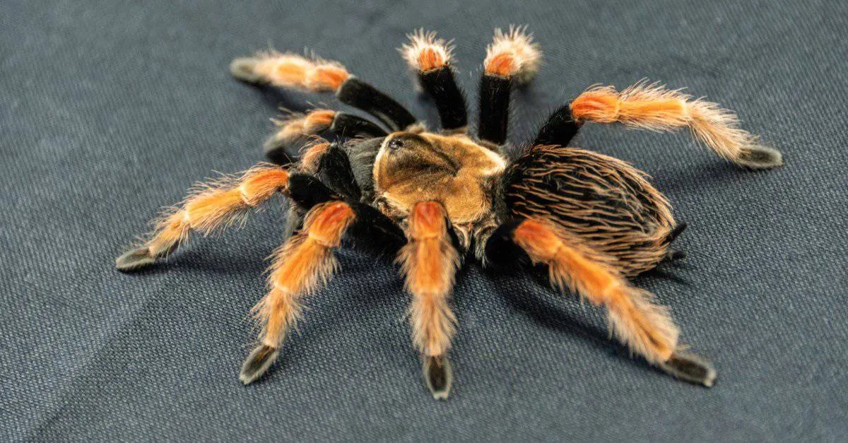 19755 tarantula molting