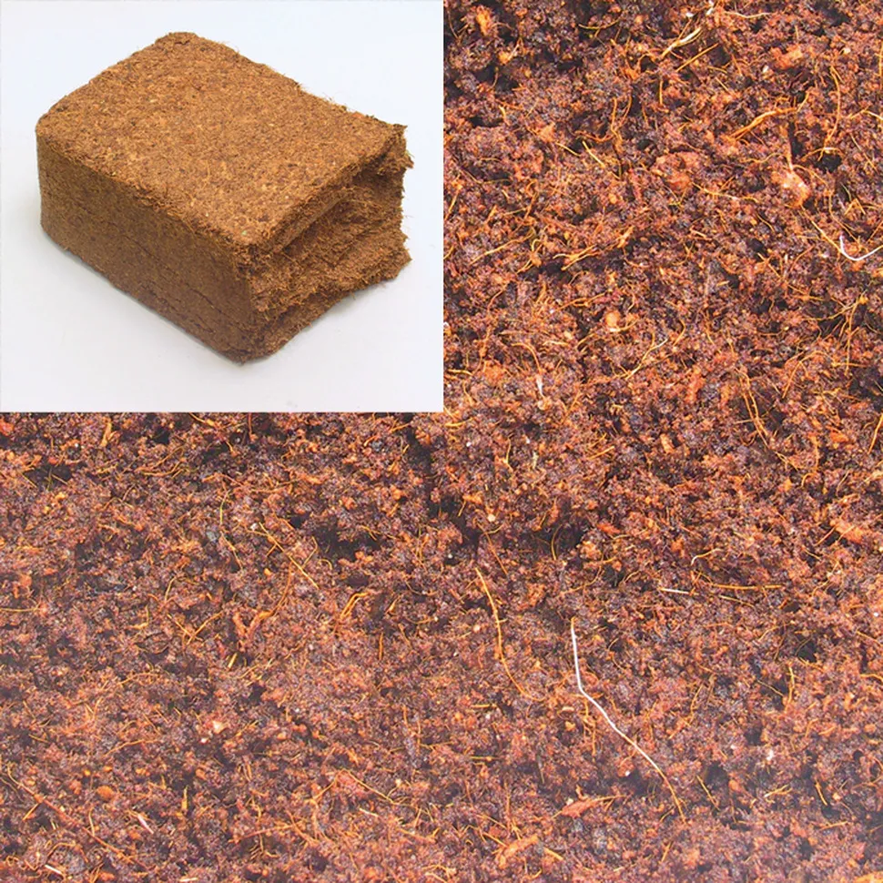 19755 tarantula substrate burrowing