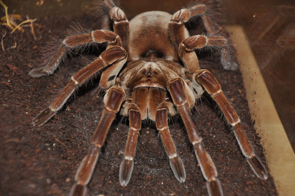 19756 family theraphosidae