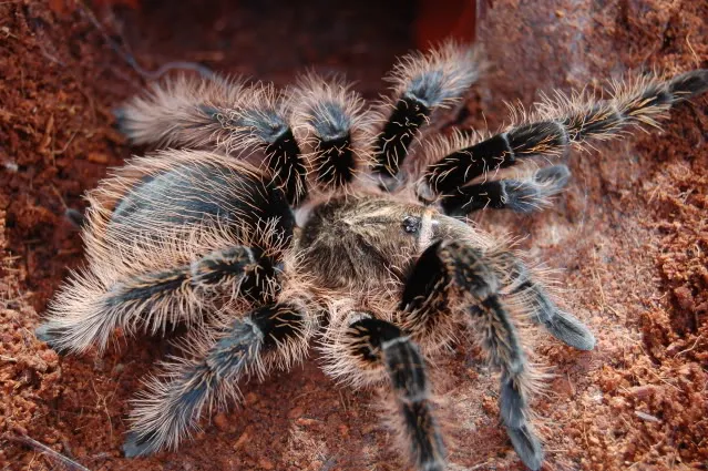/img/19759-tarantula-vitamins.webp