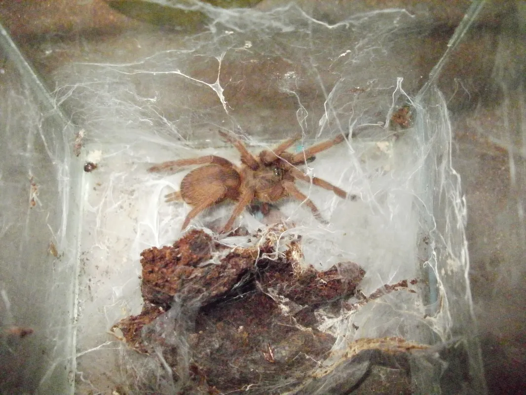 19761 huahini tarantula conservation