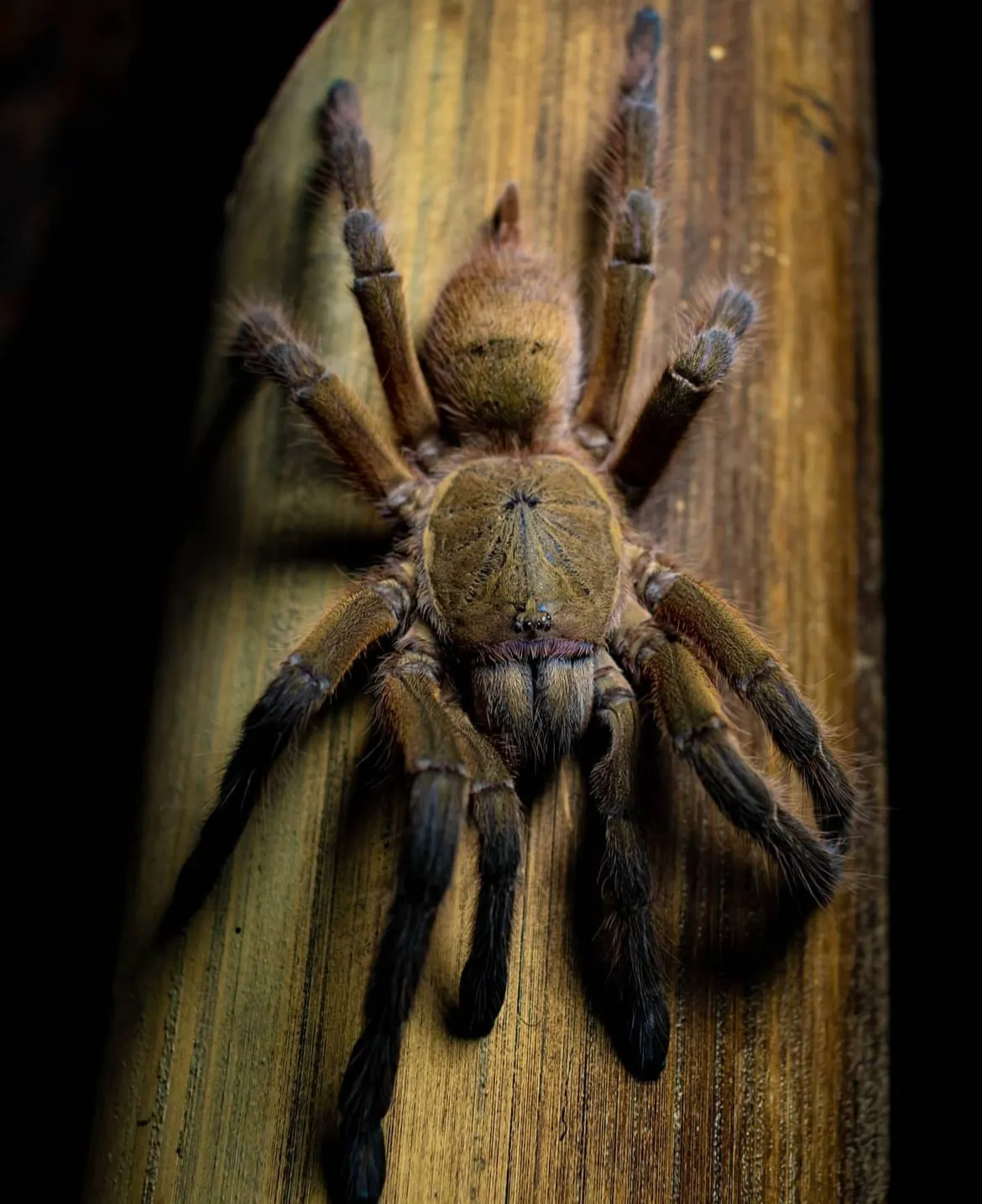 19761 huahini tarantula defensive pose