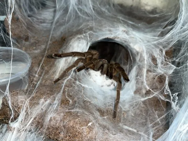 19761 huahini tarantula feeding