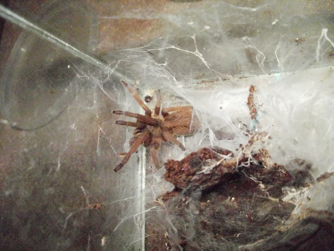 19761 huahini tarantula mating
