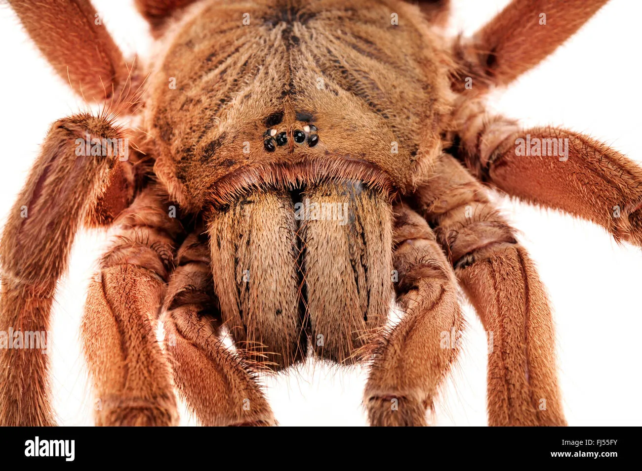 /img/19761-huahini-tarantula-spiderling.webp