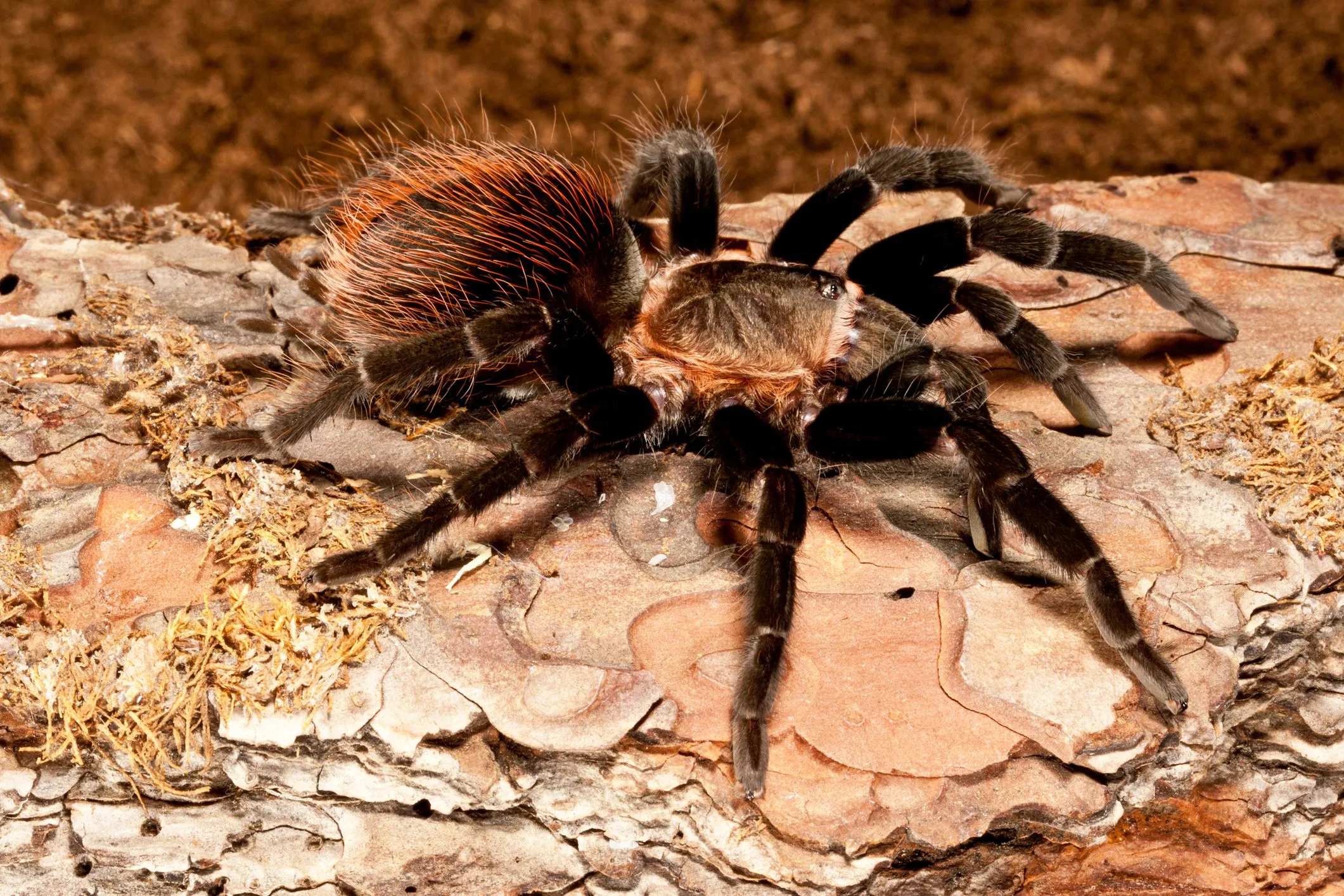 19762 tarantula feeding
