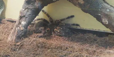 /img/19762-tarantula-substrate.webp