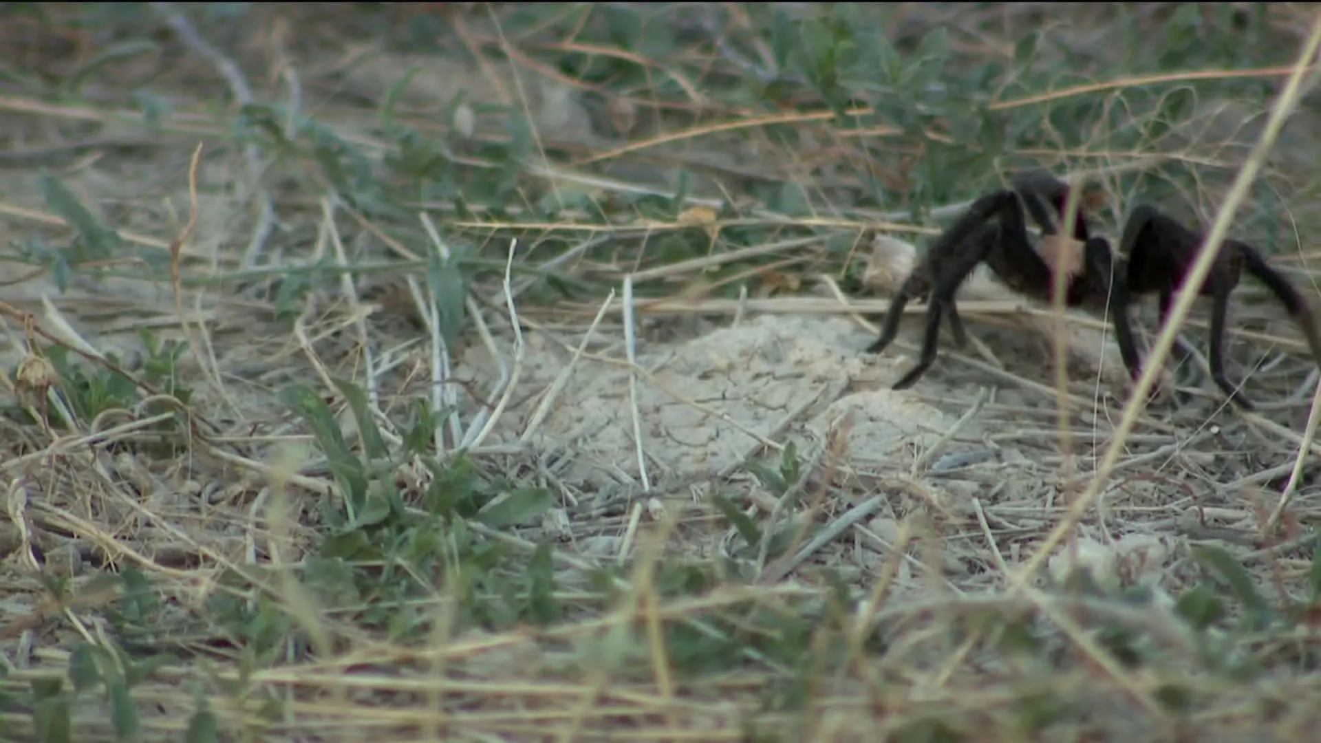 /img/19763-tarantula-migration-colorado-image7.webp