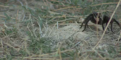 /img/19763-tarantula-migration-colorado-image7.webp