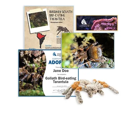 19764 goliath bird eating tarantula housing