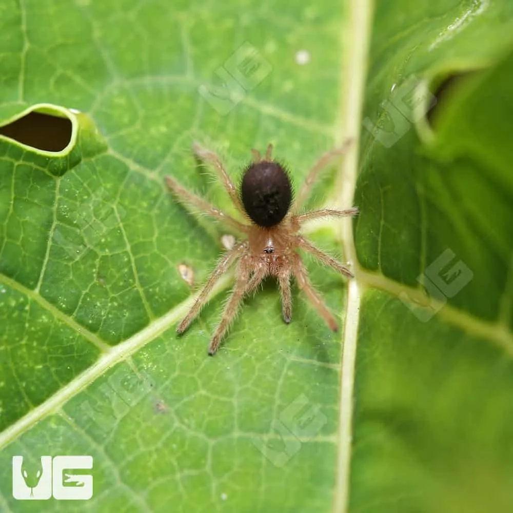 19765 chacoana tarantula enclosure