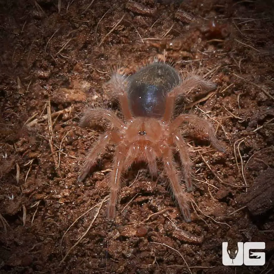 19765 chacoana tarantula feeding