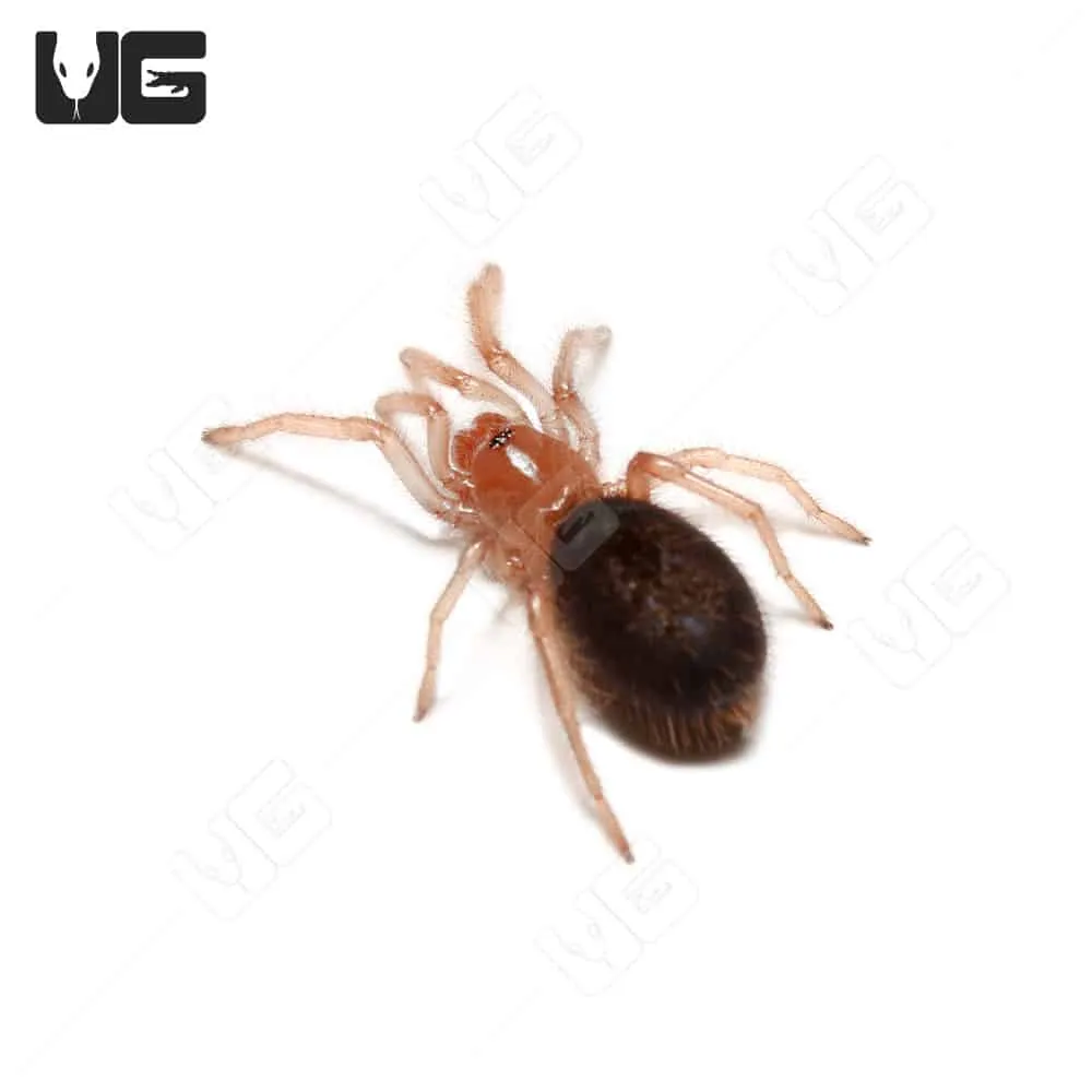 19765 chacoana tarantula size