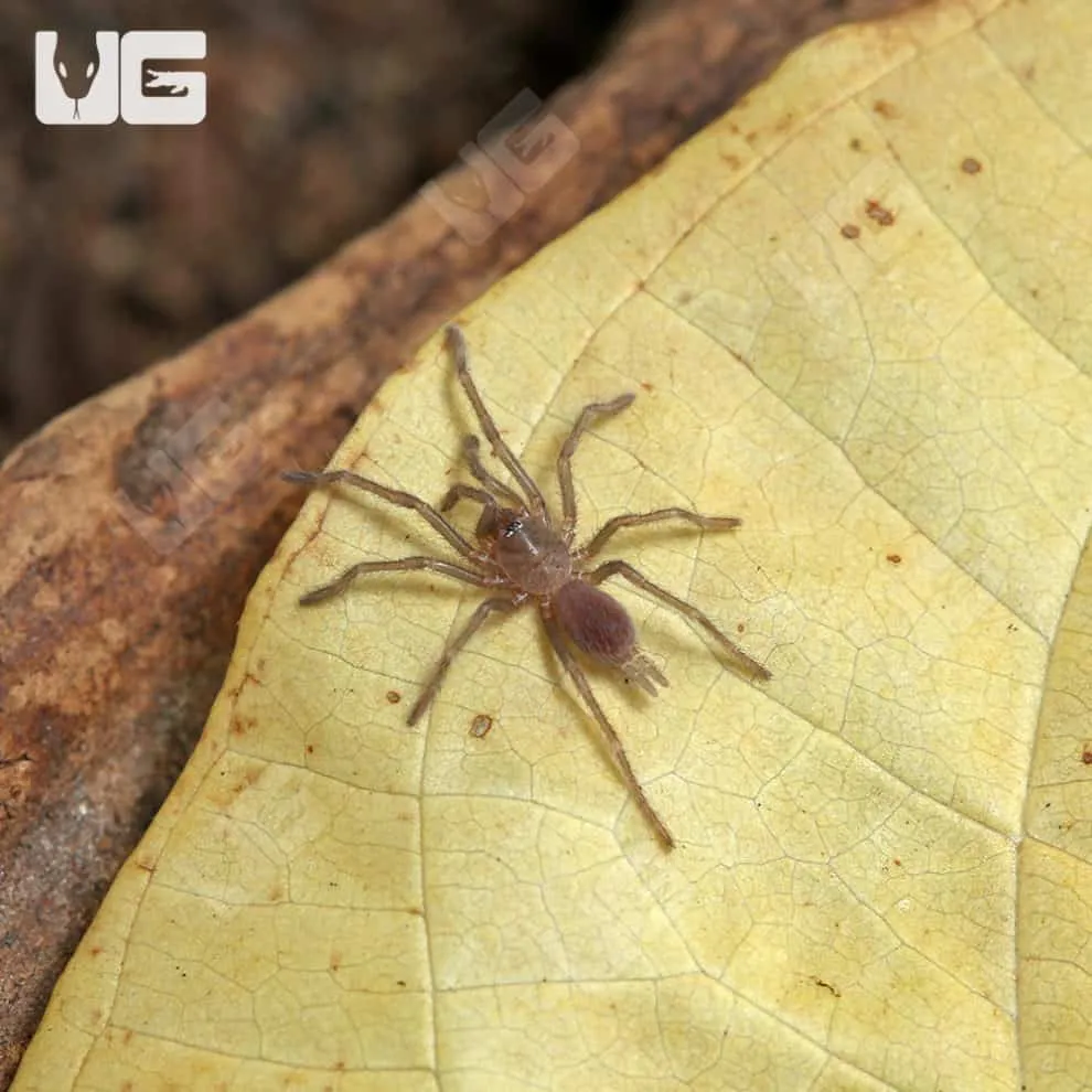19768 blue tarantula close up