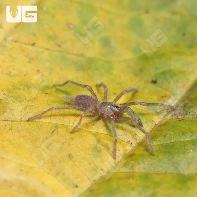 19768 blue tarantula feeding