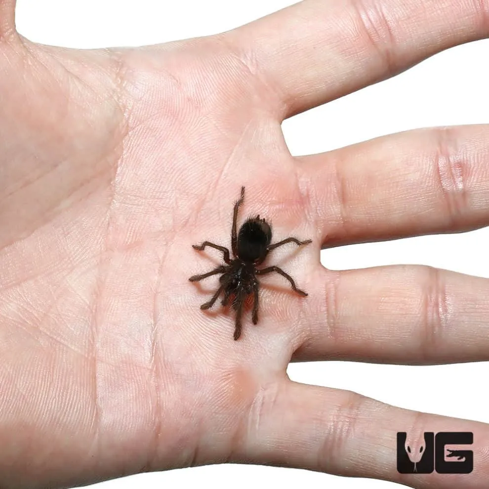 /img/19768-blue-tarantula-handling.webp