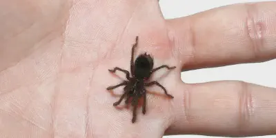 /img/19768-blue-tarantula-handling.webp