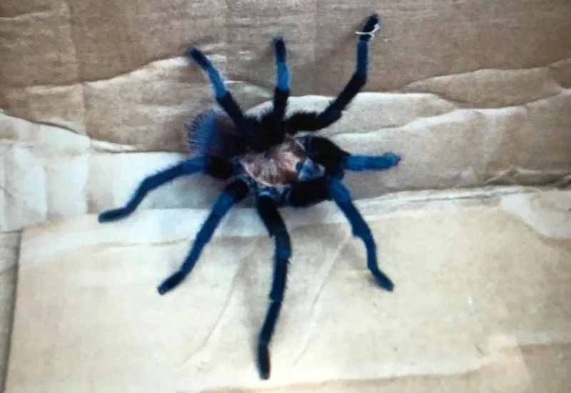 19768 blue tarantula housing