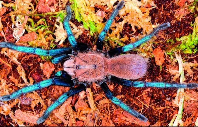 19768 blue tarantula in habitat