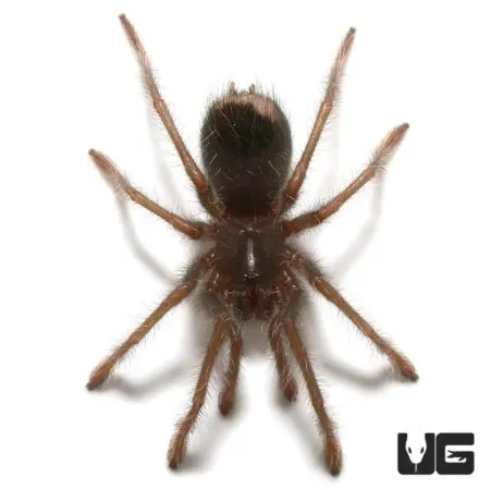 19768 blue tarantula molting