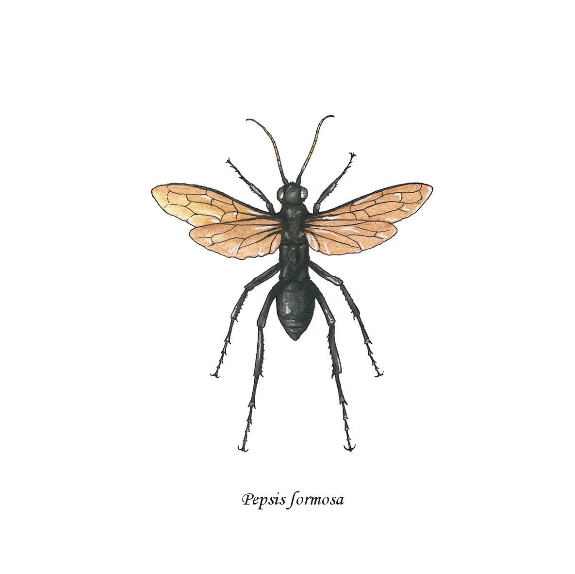 /img/19769-tarantula-hawk-wasp-adding-wings.webp