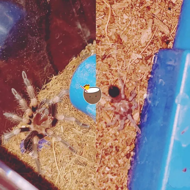 19774 female tarantula spermathecae