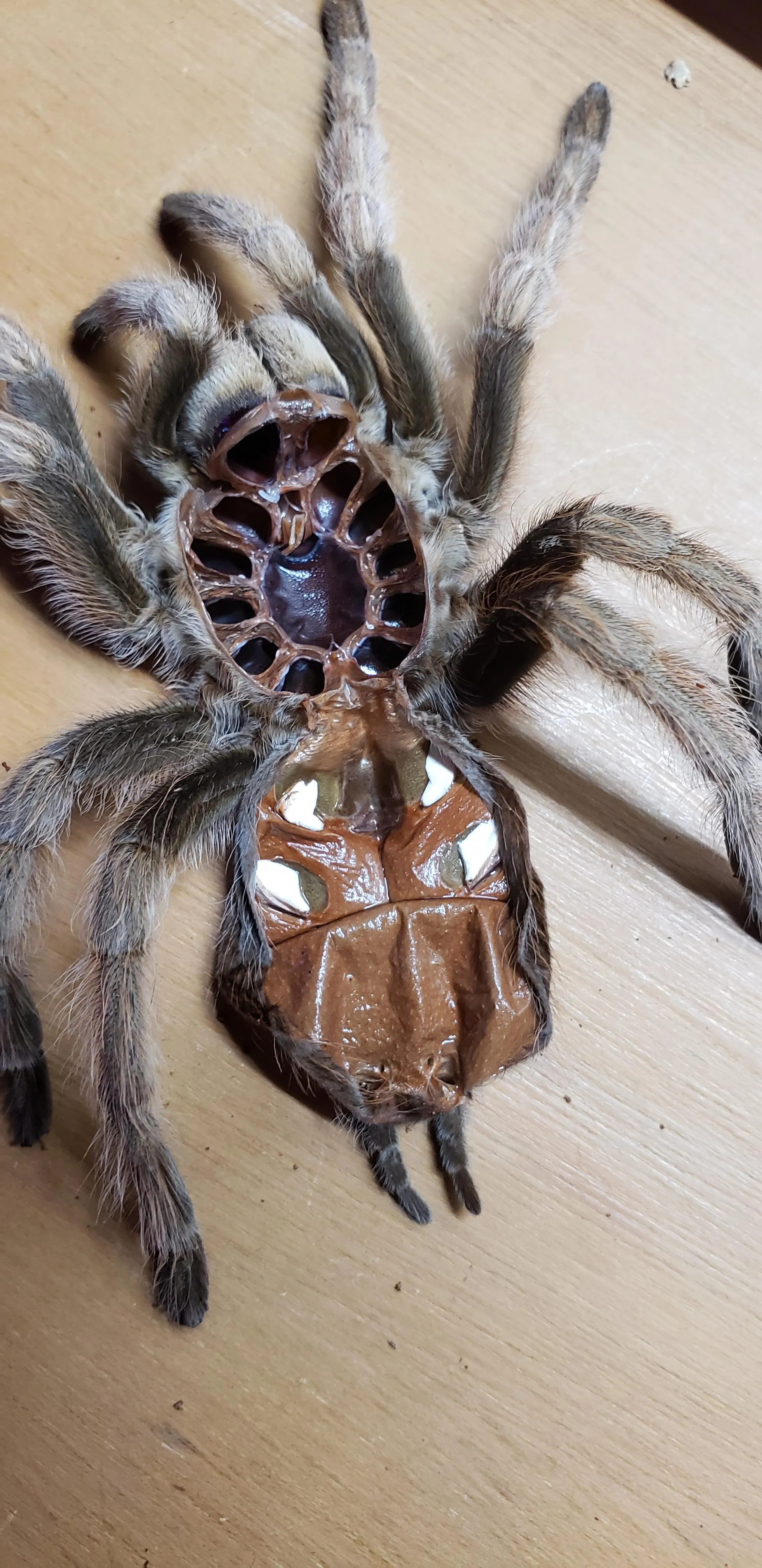 19774 magnifying glass tarantula